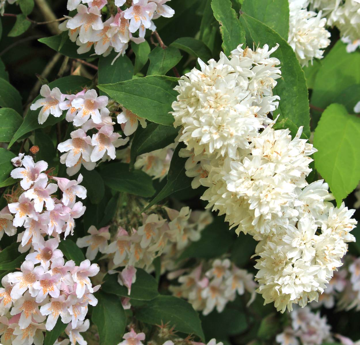 Two varieties of deutzia flowering next to each other.