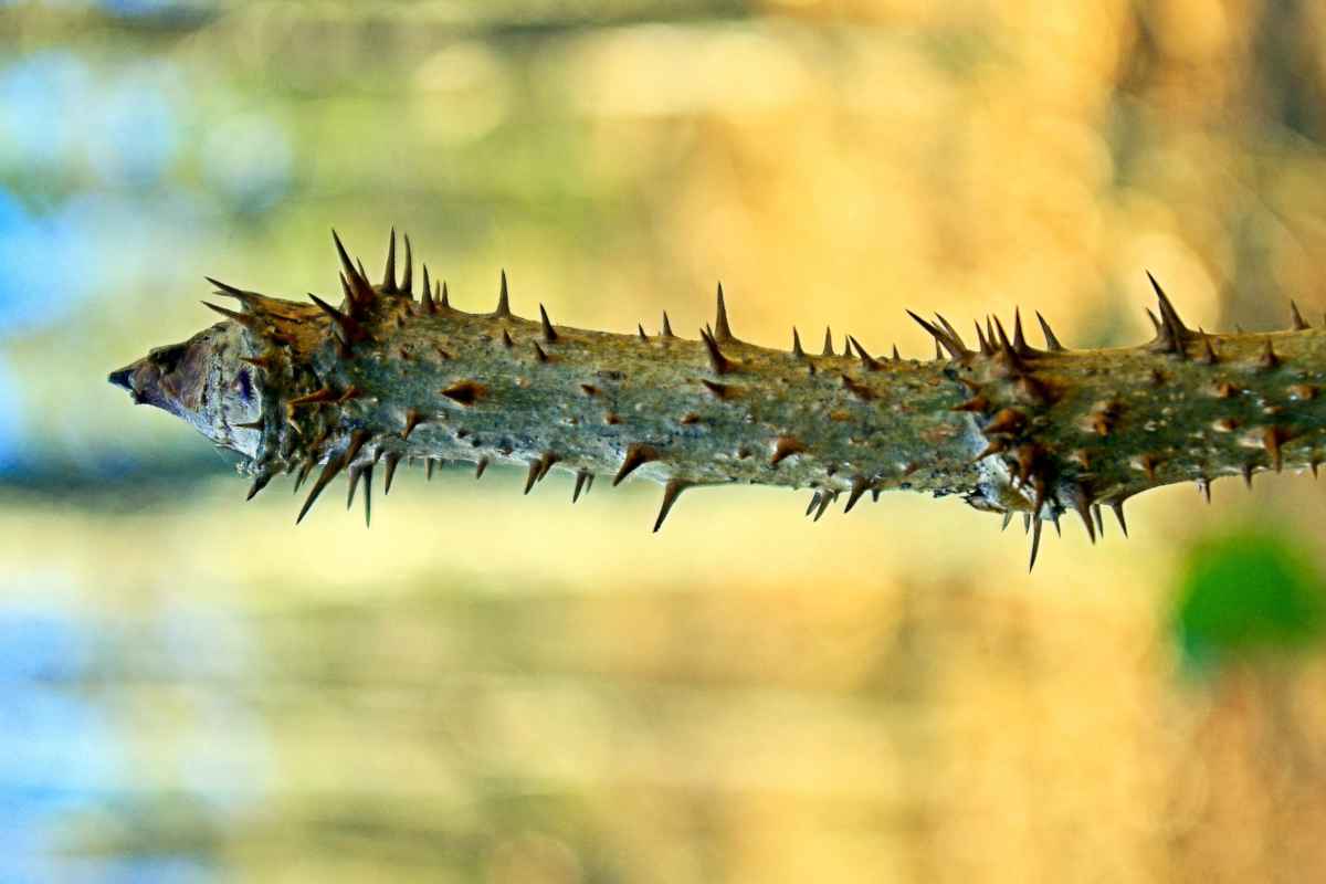 Aralia spinosa branch with spiky thorns
