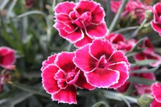 planting Dianthus