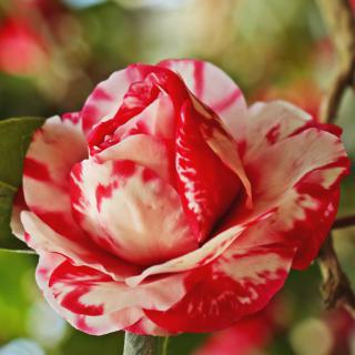 Red-and-white mottled camellia flowers are easy to grow.