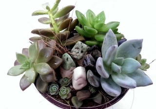 Beautiful arrangement of tiny Echeveria plants growing in a terra cotta pot