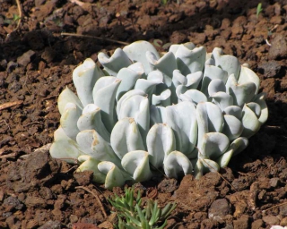 Echeveria runyonii variety growing outdoors in pozzolana mulch