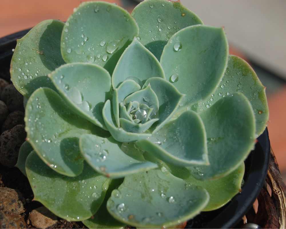 Echeveria   growing it and advice on how to care for it to produce ...