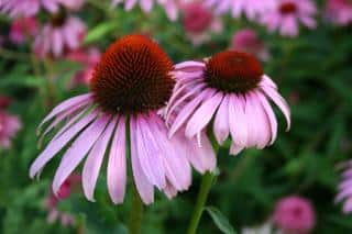 Two echinacea flowers, also called coneflowers, in a field