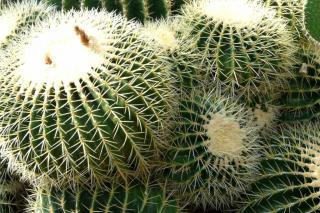 Echinocactus