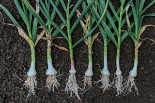 Leek varieties and harvest, here elephant leek