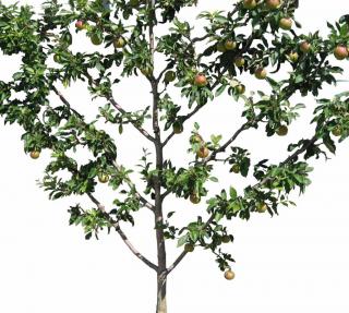 Palmette is a type of espalier pruning that resembles a fishbone.
