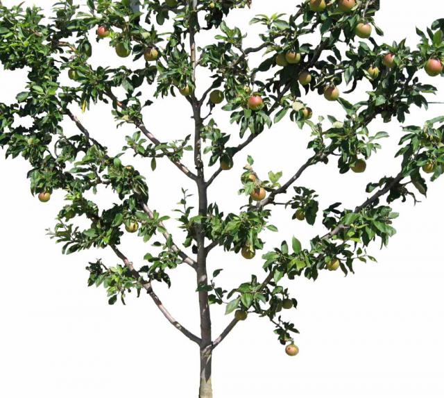 Palmette is a type of espalier pruning that resembles a fishbone.