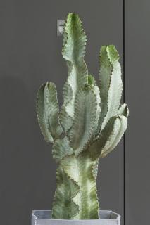 Euphorbia ingens