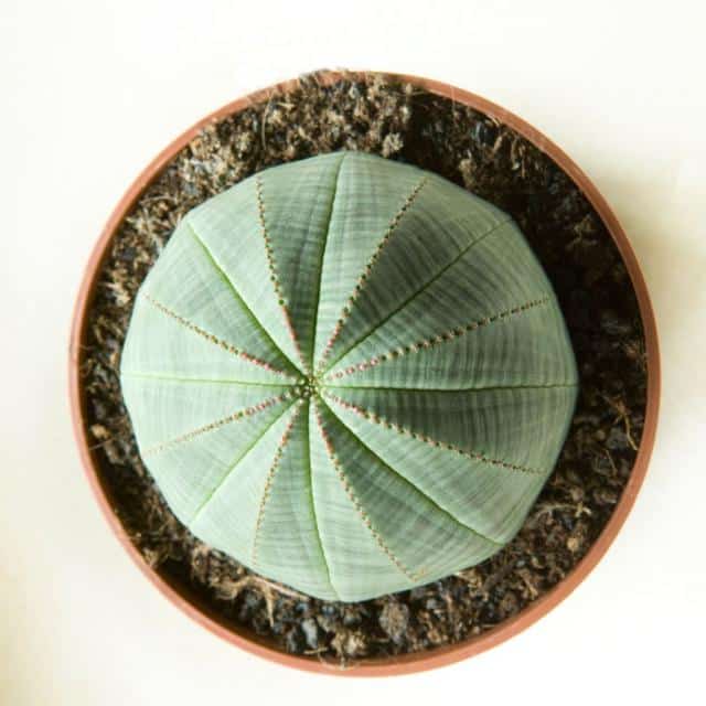 Round, smooth Euphorbia obesa in pot against white background.