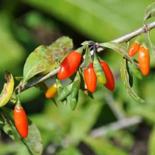 Goji berry