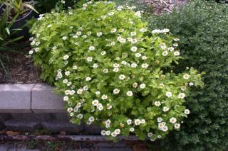 Benefits of feverfew precautions