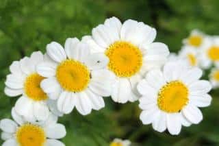 Health benefits of feverfew