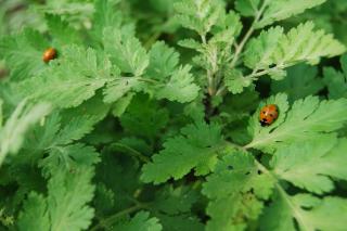 Feverfew leaves benefits