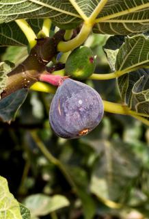 Ficus carica tree with a violet purple fig on branch.