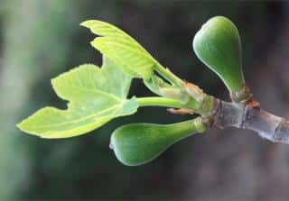 Two unripe figs on a branch with young leaves.