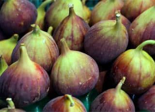 Fig harvest