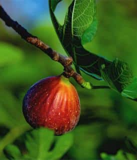 Ripe maroon fig on fig tree.