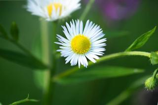 fleabane