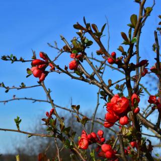 Quince tree sprigs with flowers