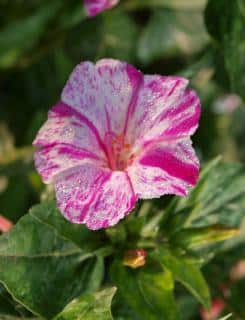 Planting four oclock flower