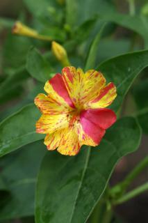 Caring for four oclock flower