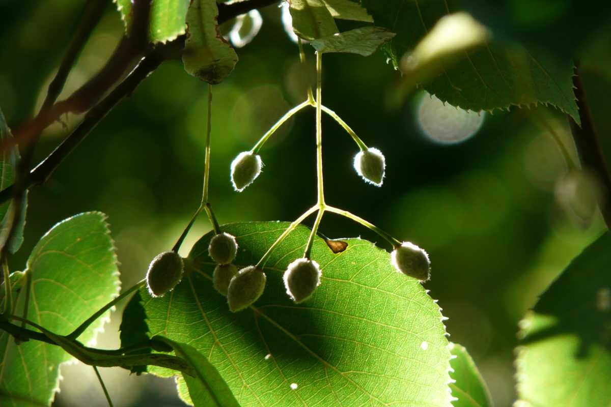 Lime tree, a generous giver of many gifts