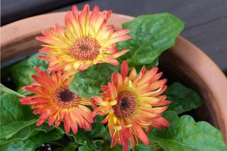 Potted gerbera after repotting