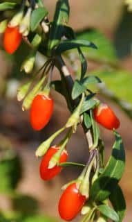 Lycium, the goji berry tree, with red goji berries on a leafed branch.
