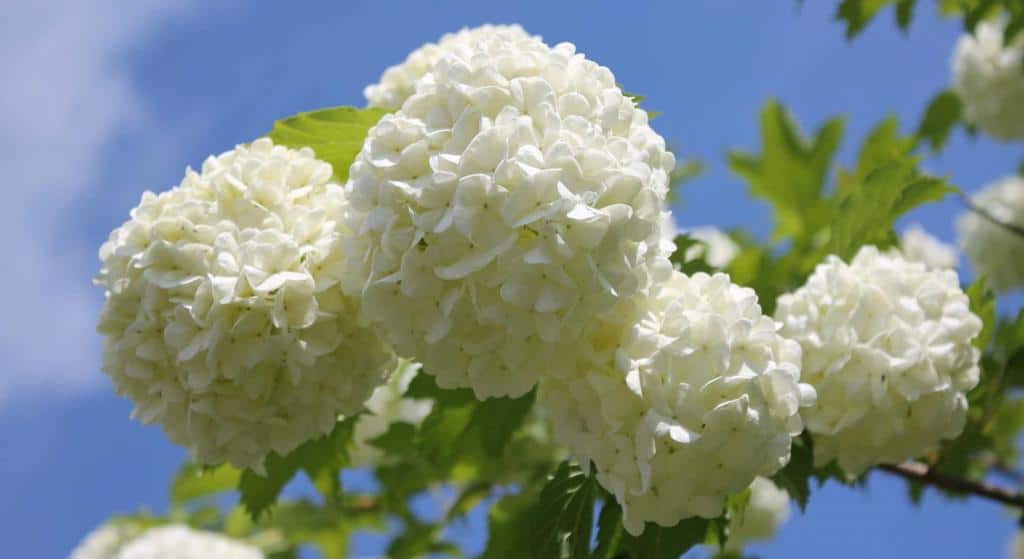 Guelder-rose blooms against blue sky