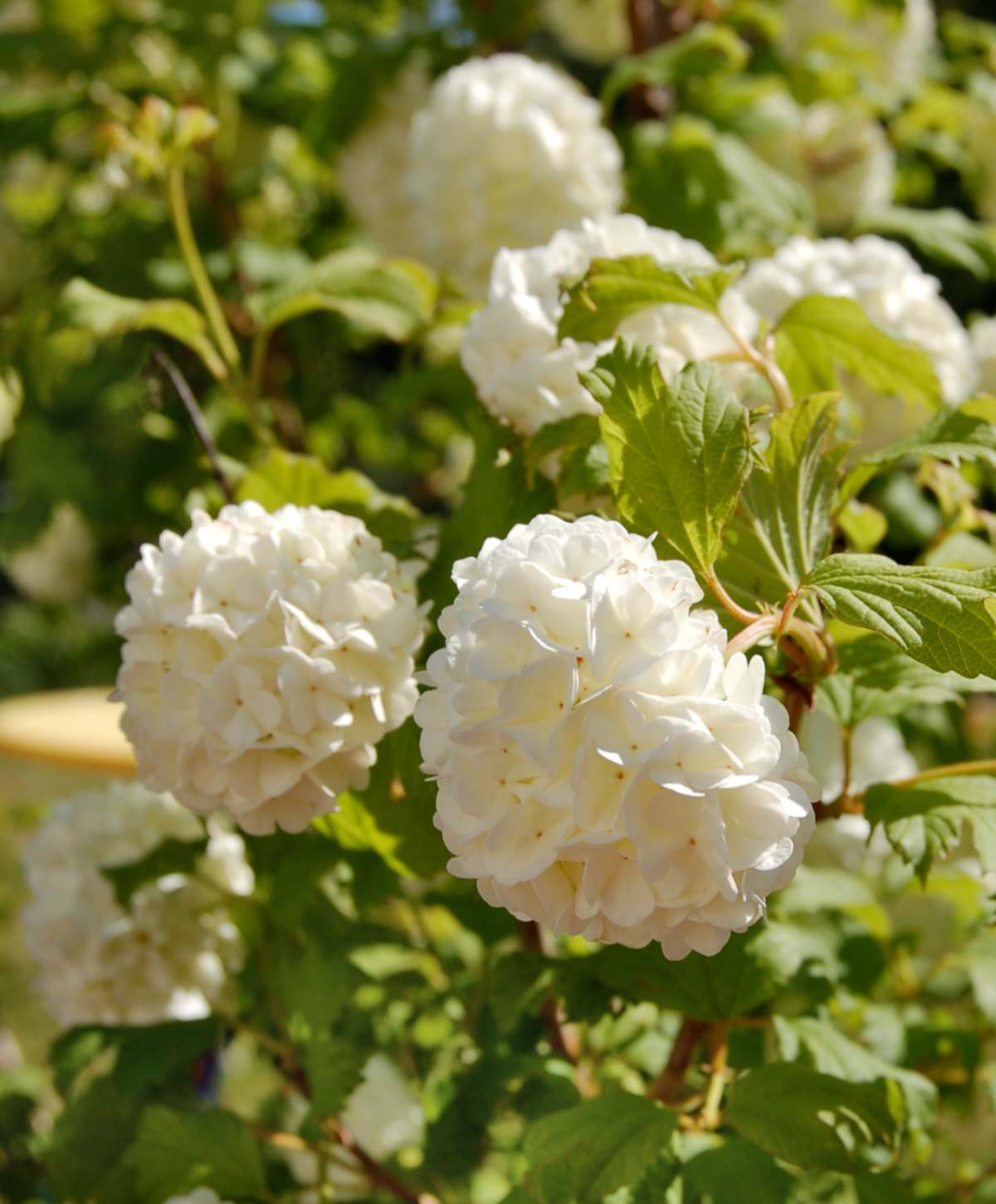 Hedge grown with guelder-rose