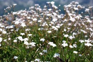 Creeping gyspophila forming a beautiful flowery ground cover