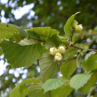 Hazel nut tree branch with leaves and three unripe nuts.