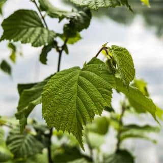 Hazel leaves on branch