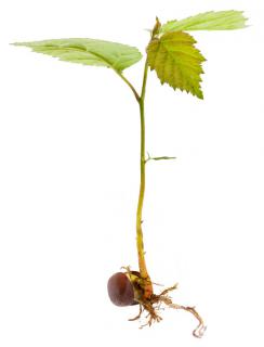 Hazel seedling sprouting from a hazelnut.