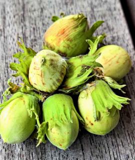 Immature, unripe green hazelnuts on gray wood plank.