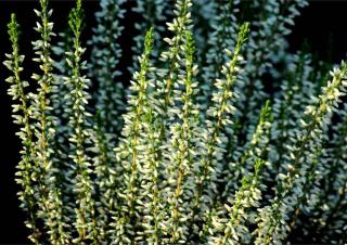 White Erica variety of winter heather.