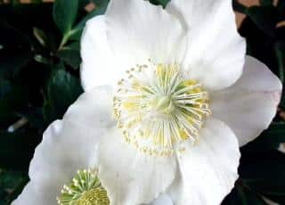 Two white helleborus winter flowers.