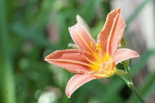 Orange hemerocallis, the daylily