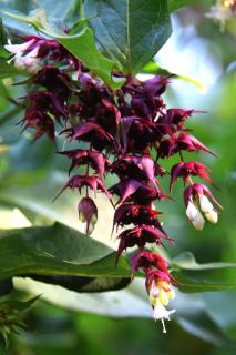 himalayan honeysuckle leycesteria