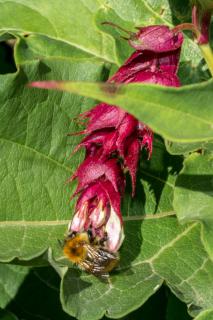 himalayan honeysuckle care