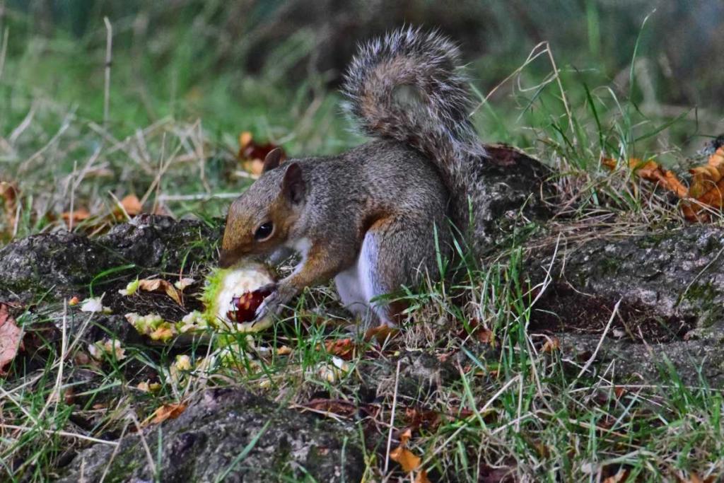 Squirrel nibbling on a horse chestnut that's still in its hull.