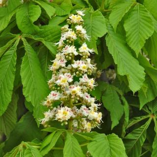 Single flower of a horse chestnut plant against a backdrop of leaves