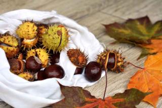 Horse chestnuts in a sac with a few leaves