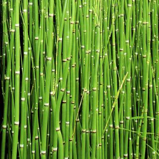 horsetail tea stems