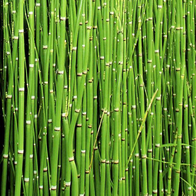 horsetail tea stems