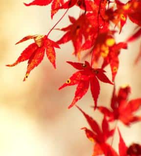 Japanese maple leaves, bright orange-red against a hazy ivory-colored bokeh.