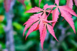 Japanese maple care