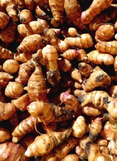 Jerusalem artichoke care leads to beautiful flowers and harvest.