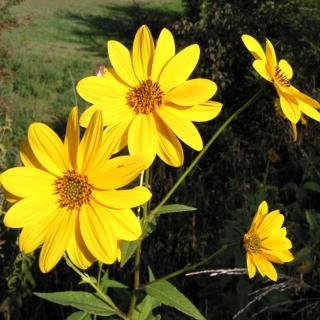 Well-cared for jerusalem artichoke blooming